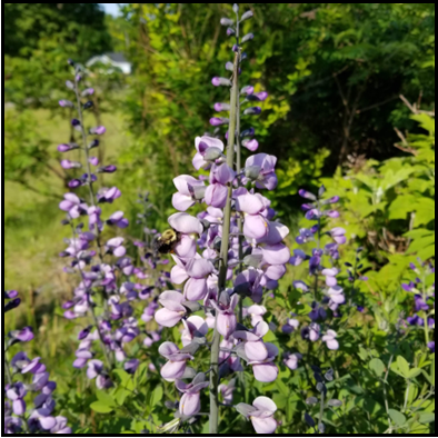 Purple vertical flower stalk