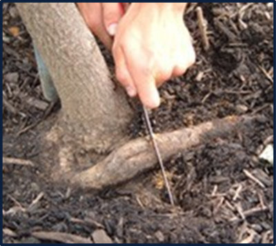 Figure 5. Girdled root removal. Image Source: University of Florida