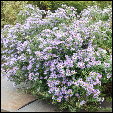 S. oblongifolium ‘Raydon’s Favorite’