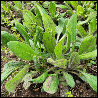 Cotyledons oval, margins entire; basal rosette; simple, entire, oval, hairy leaves with petiole and prominent midvein. 