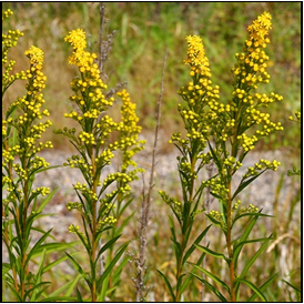 Solidago nemoralis