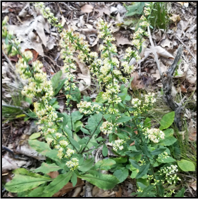 Hairy, elliptical; basal leaves shallowly toothed and with grayish down. 