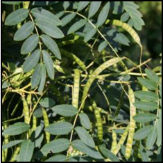 Host plant for sulphur butterflies. Versatile: attractive flower, foliage, and seed pods in fall and winter (Figure 7). 