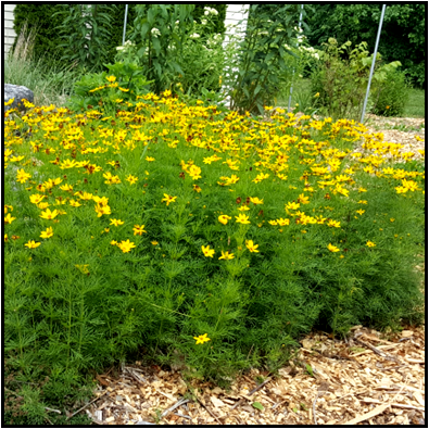 loose clusters (cymes) of yellow ray petals with central disks; petals without notching (June-September).  