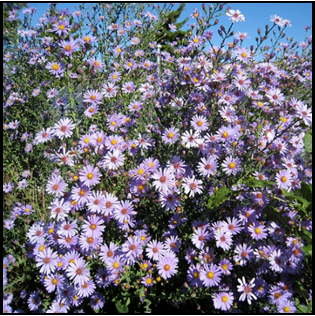 Symphyotrichum laeve