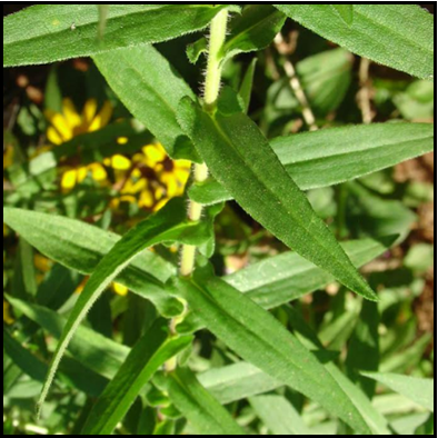 Symphyotrichum novae-angliae — New England American-aster