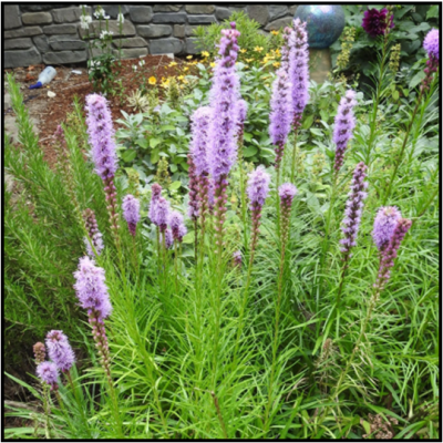 Red-purple, dense, narrow spike; blooms from the top down (July-August).