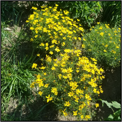Two groups of yellow ray flowers