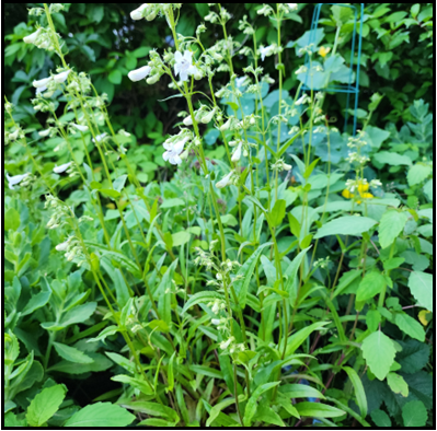 White, tubular in panicles; purple streaks direct pollinators (May-July).