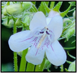 A close up of a white flower