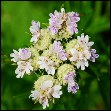 White with purple spotting, borne at the top of the stems (June-September).
