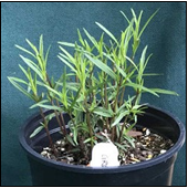 Aromatic, opposite; numerous narrow leaflets. Branching occurs at the leaf axils. 