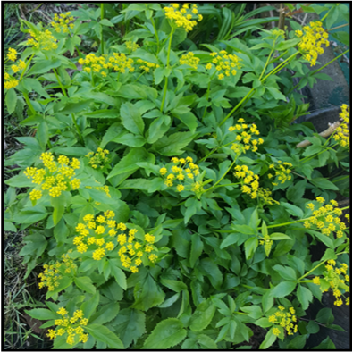 Yellow compound umbel (May-June).
