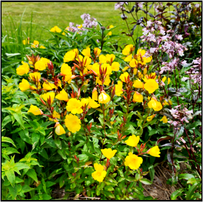 Basal leaves are lanceolate, 1-4” long; margins entire to slightly wavy; moderately to densely hairy. Stem leaves are opposite, shorter (.75-1.5”), narrow elliptical. 
