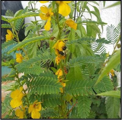 Yellow, pea-like (June-September).