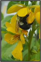 A close up of a bee on a yellow flower