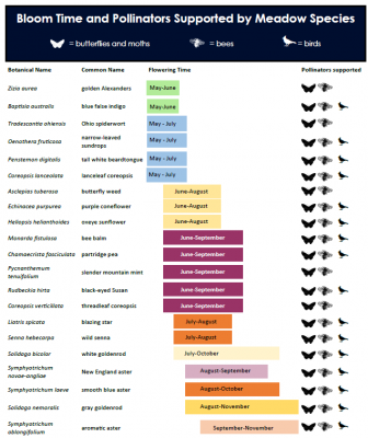 chart - Bloom Time and Pollinators Supported by Meadow Species