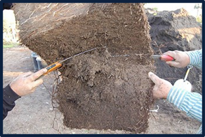 Figure 4. Removal of the outer edge of a root ball. Im-age Source: University of Florida 