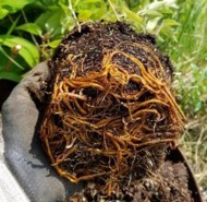 Newly established hedges should be pruned early in the growing season to promote the desired growth and density. More established hedges may be kept vigorous and dense by thinning out older branches, which will en-courage new growth.