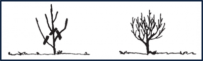 Figure 2. Prune young shrubs to promote dense, bushy growth. Image source: Kansas State University by Gustaaf A. van der Hoeven