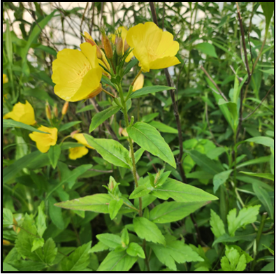 Yellow, cup-shaped flower (May-July).