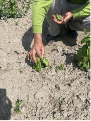The most noticeable symptom of basil downy mildew is chlorosis (yellowing of leaves) on the upper side of the leaf and black, fuzzy growth due to spores on the underside of the leaf. Photo: N. Davidow, UConn Extension. 