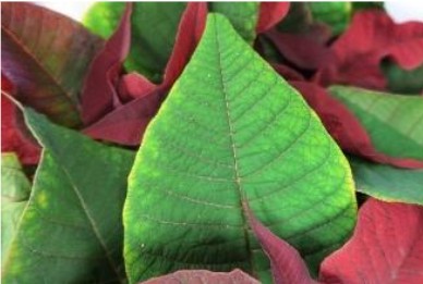 Copper deficiency on poinsettia leaf. 