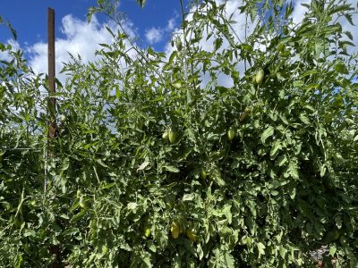 outdoor staked tomatoes growing on black plastic on a sunny day