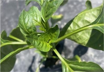 A potato leafhopper seen gliding sideways across the leaves of a pepper plant. Photo: N. Davidow, UConn Extension. 