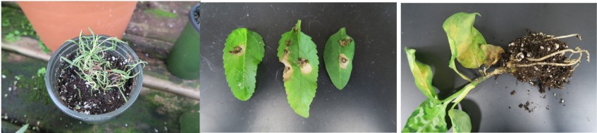 Examples of photos shown in pest messages. Botrytis stem rot of rosemary, leaf spot of veronica, and fusarium stem rot. 