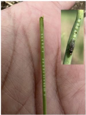 Oviposition marks from allium leafminer on chives. Photo: S. Ghimire, UConn Extension. 