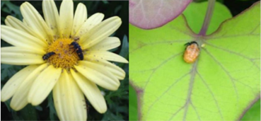 Figura 3: Mariquita adulta, larva y pupa. Fotografías de L. Pundt 