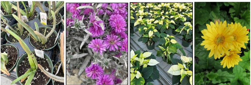 Photos of diseased plants: aloe, purple flowers, yellowed foliage, and yellow flowers. By C. Krasnow. 