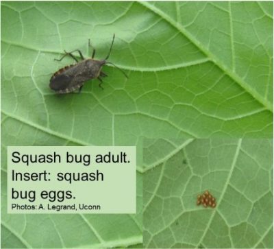 Squash bug adult. Photo: Ana Legrand. 