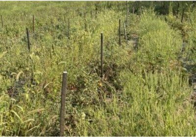 Weedy pathways between rows of tomatoes. Preventing weeds from reaching seed maturation is crucial for long-term success. Photo: N. Davidow, UConn Extension.