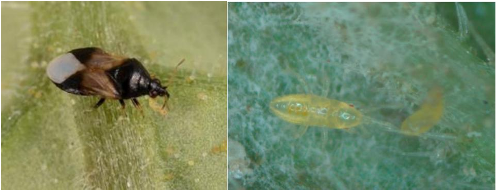 Figuras 3 y 4: Orius insidiosus alimentándose de larva de trips. Adulto (izquierda, foto de Lyle J. Buss, Univ. de Florida) y ninfa (derecha, foto de J. Allen, UConn).