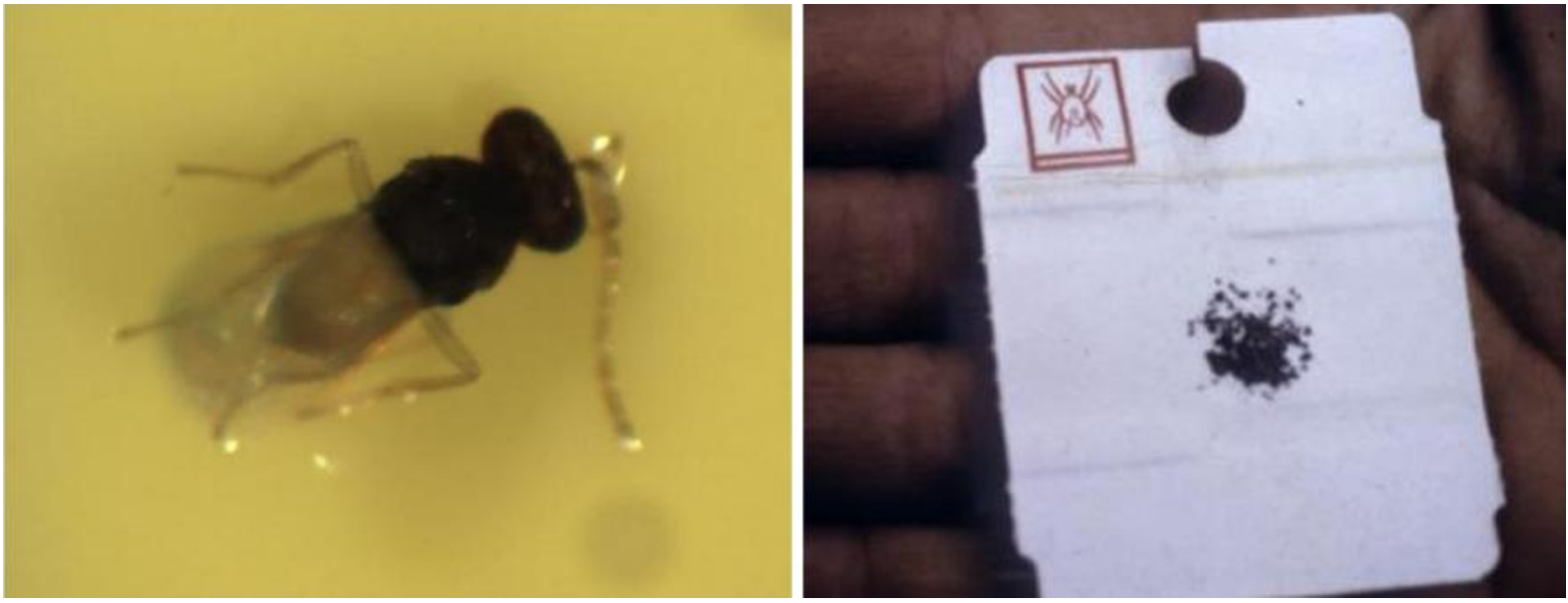 Figuras 1 y 2: Primer plano de pupas adultas de Encarsia (izquierda) y pupas de Encarisa formosa pegadas a un trozo de Extensión de cartón adherido a la planta. (derecha). Fotografías de L. Pundt.