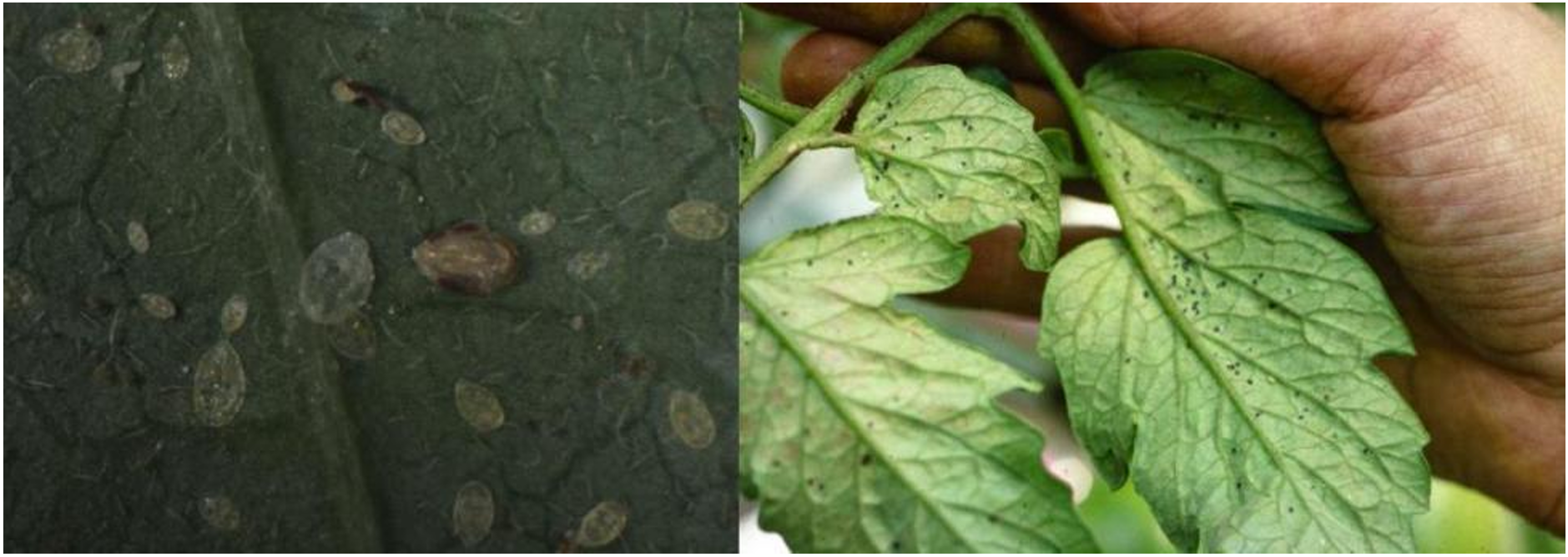 Figuras 3 y 4: Pupas marrones parasitadas de mosca blanca de la batata parasitada (izquierda) y pupas parasitadas de color negro de Mosca blanca de invernadero (derecha). Fotos de L. Pundt