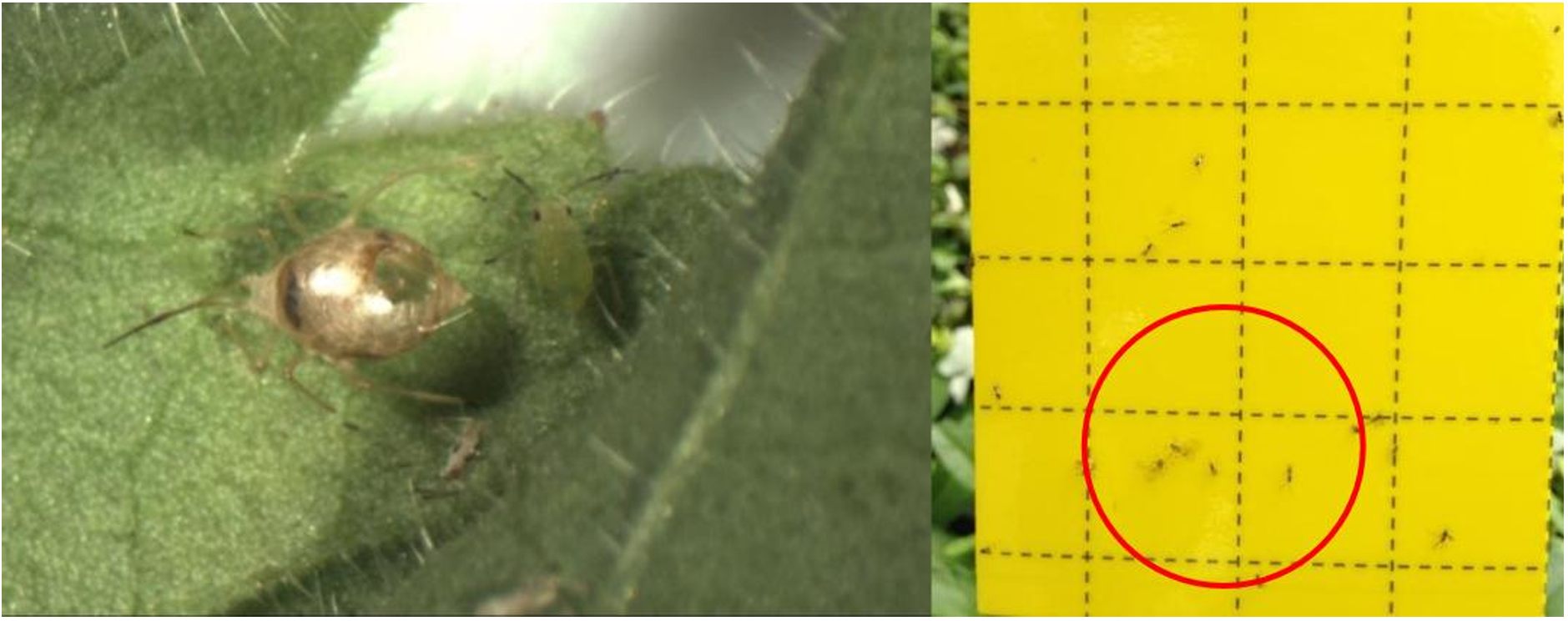 Figura 2: Momia de pulgón (izquierda), ninfa joven de pulgón a la derecha y Aphidius colemani en la tarjeta adhesiva. Fotos de L. Pundt