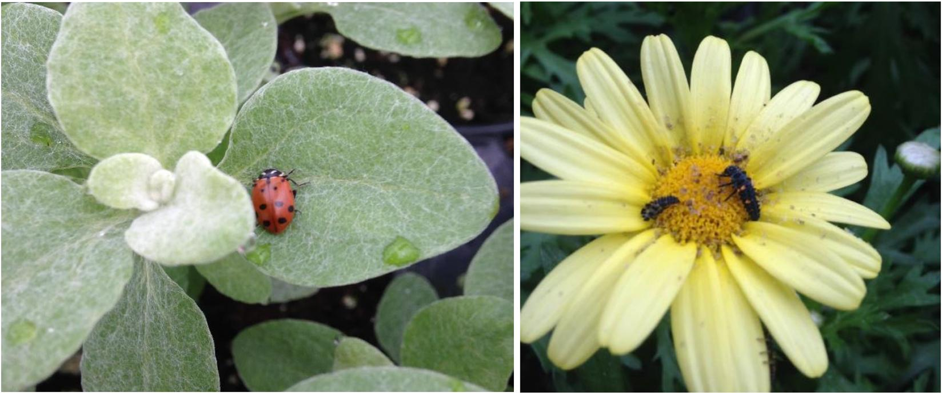 Figuras 1 y 2: Mariquita adulta (izquierda) y en estado larval (derecha). Fotografías de L. Pundt. 