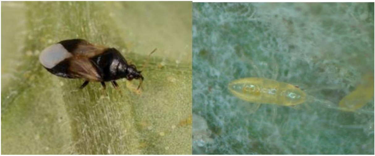 Figuras 1 y 2. La chinche insidiosa de las flores, Orius insidiosus Say, alimentándose de una larva de trips. Fotografía por Lyle J. Buss, Universidad de Florida y ninfa de Orius Foto de J. Allen, UConn. 