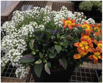 Figura 3: Uso de pimientos ornamentales con Lobularia en plantas banker para trips. Foto por L. Pundt 