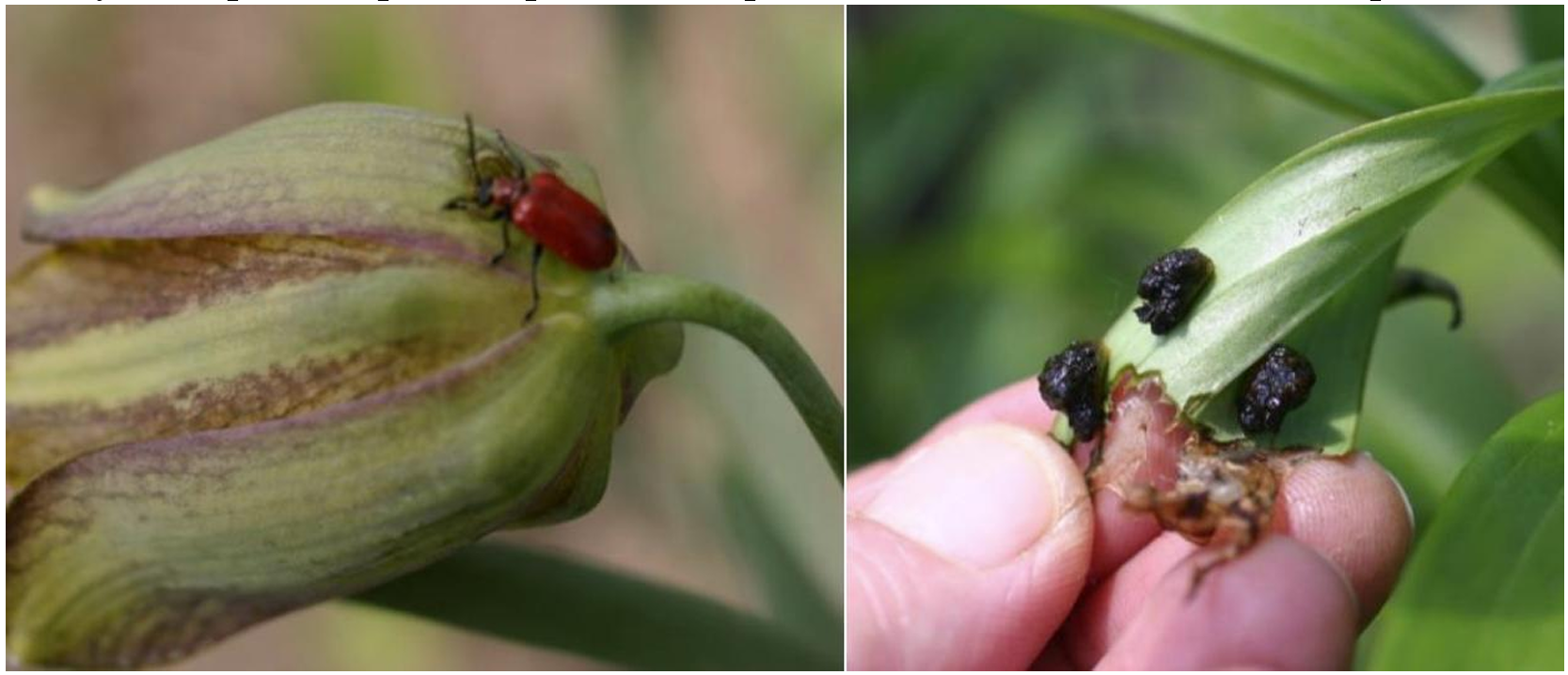 Figuras 1 y 2: Adulto del escarabajo de las hojas del lirio (izquierda) y larvas cubiertas con material fecal (derecha). Fotos por L. Pundt 