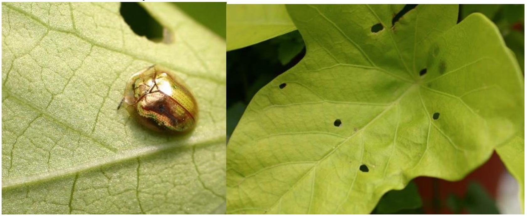 Figuras 3 y 4: Adulto del escarabajo tortuga dorado (izquierda) y daño causado por su alimentación a Ipomoea Marguerite (derecha). Fotos por L. Pundt 