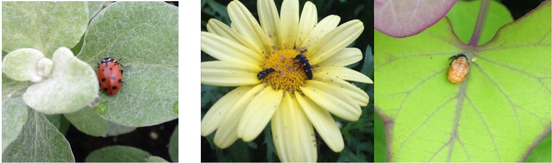 Figura 3: Mariquita adulta, larva y pupa. Fotografías de L. Pundt