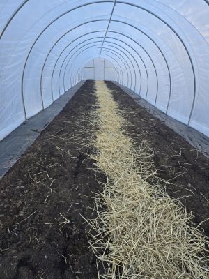 inside of caterpillar with plastic cover and straw running down the middle of the bed