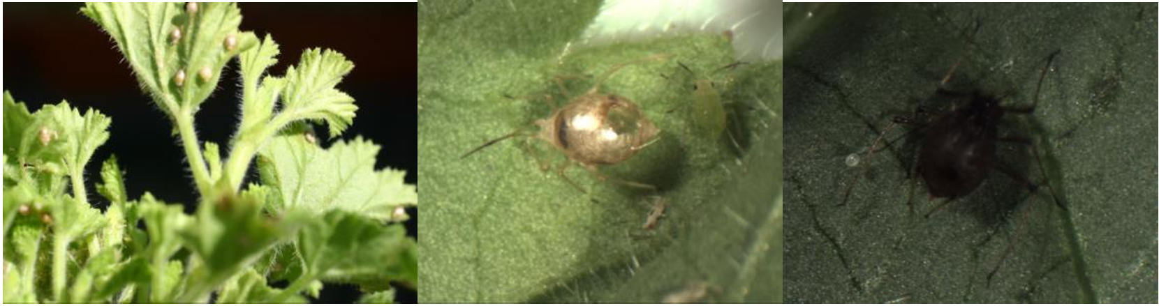 Figura 1: Momias de áfidos, a la izquierda. Momia negra de la cual emergerá Aphelinus. Fotos por L. Pundt