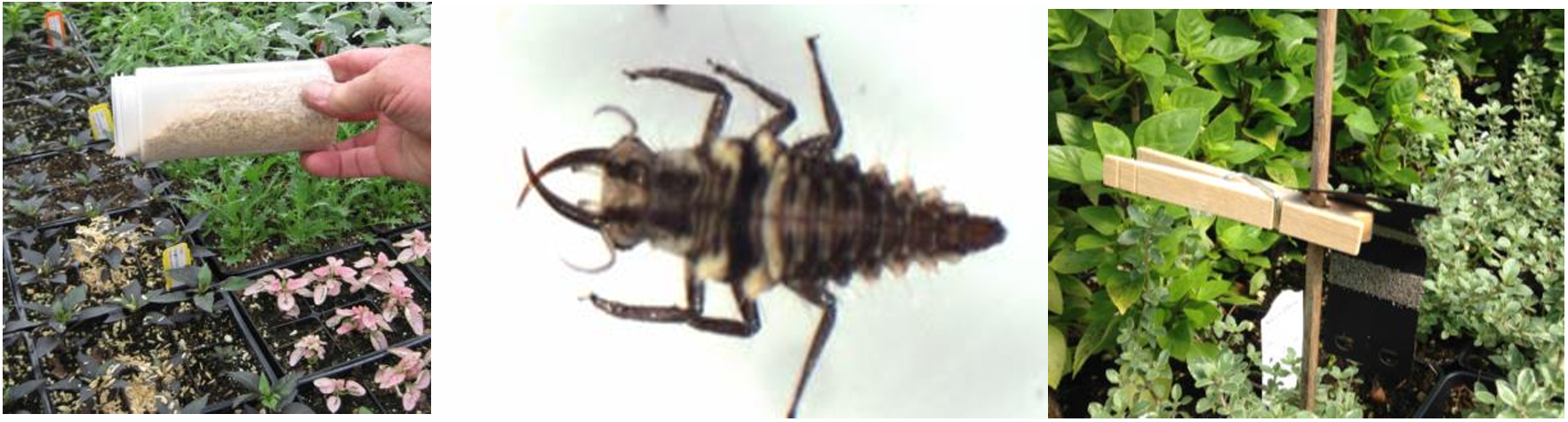 Figura 2: Liberación de larvas de crisopa, larvas de crisopa (primer plano) y huevos de crisopa en una tarjeta. Fotografías de L. Pundt