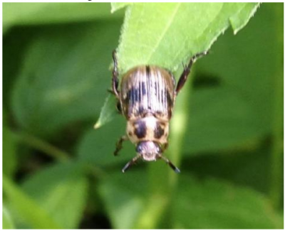 Figura 11: Adulto del escarabajo oriental. Foto por L. Pundt 
