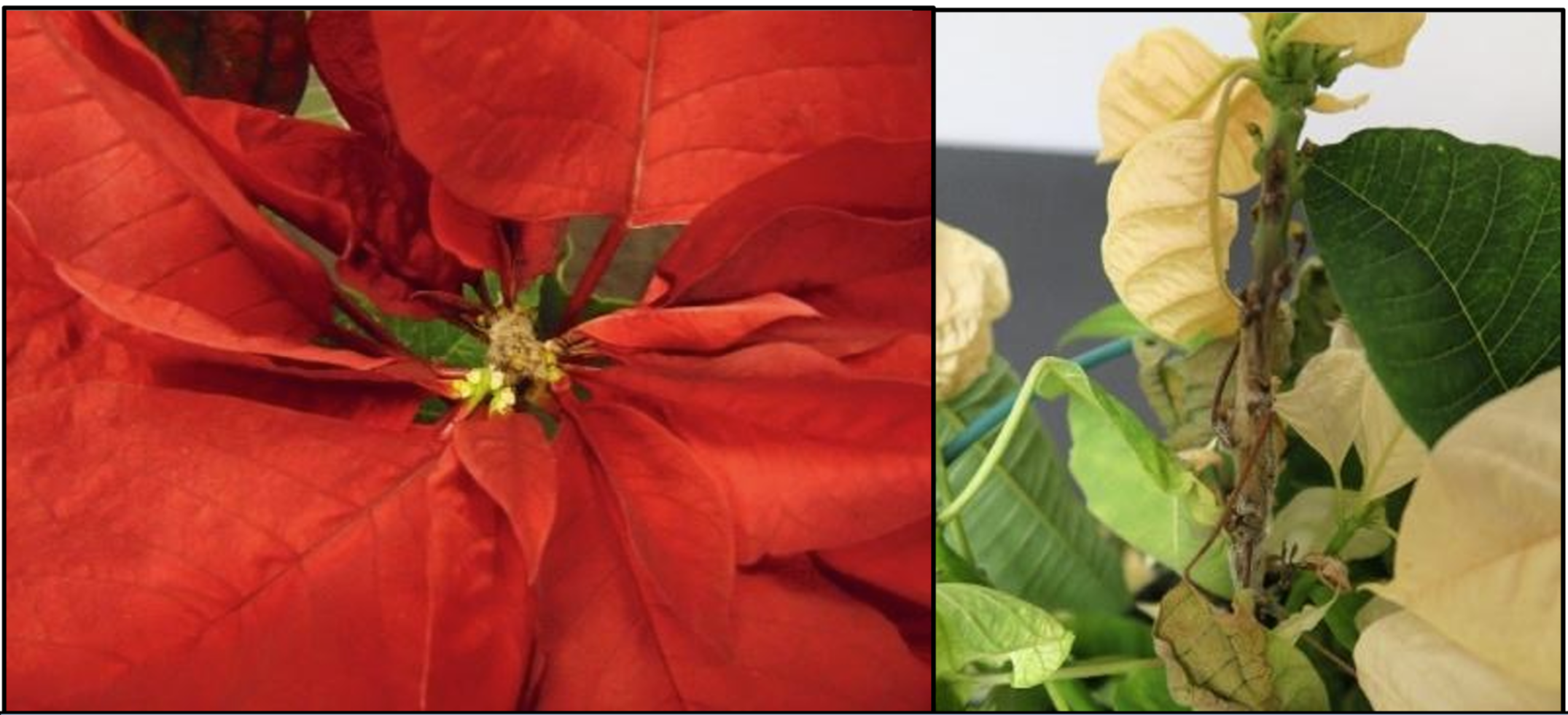 Figuras 1 y 2: Infección de ciato, mostrando esporulación gris (izquierda). Tizón extenso del tallo (derecha). 